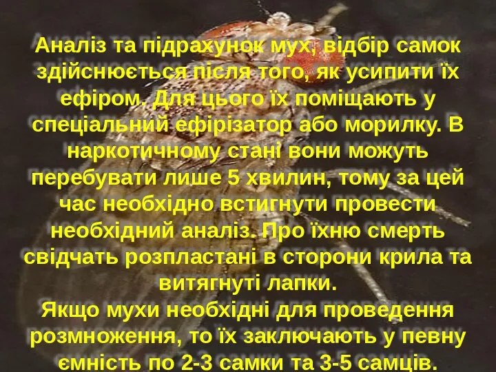 Аналіз та підрахунок мух, відбір самок здійснюється після того, як усипити