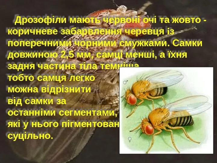 Дрозофіли мають червоні очі та жовто -коричневе забарвлення черевця із поперечними