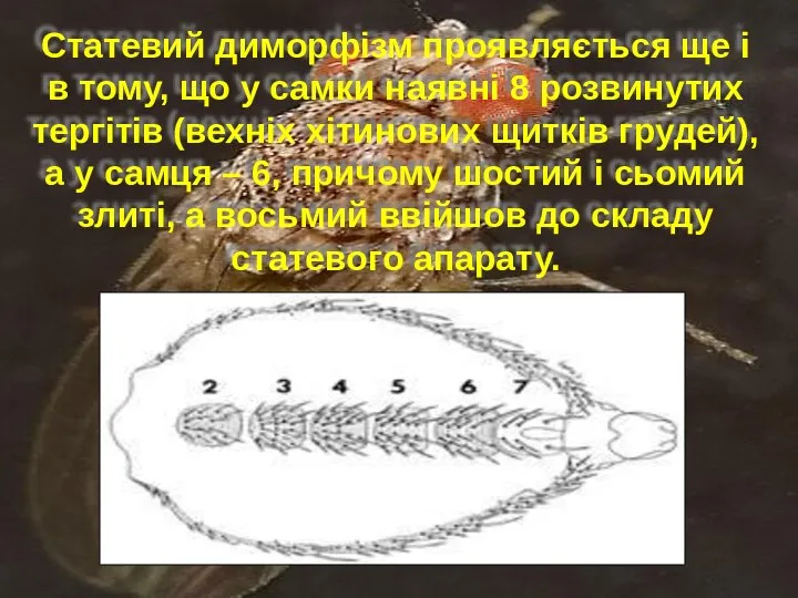 Статевий диморфізм проявляється ще і в тому, що у самки наявні