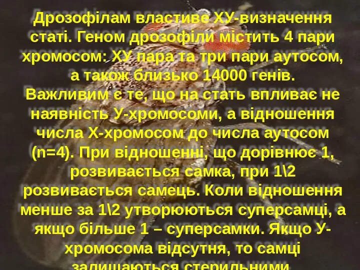 Дрозофілам властиве ХУ-визначення статі. Геном дрозофіли містить 4 пари хромосом: ХУ