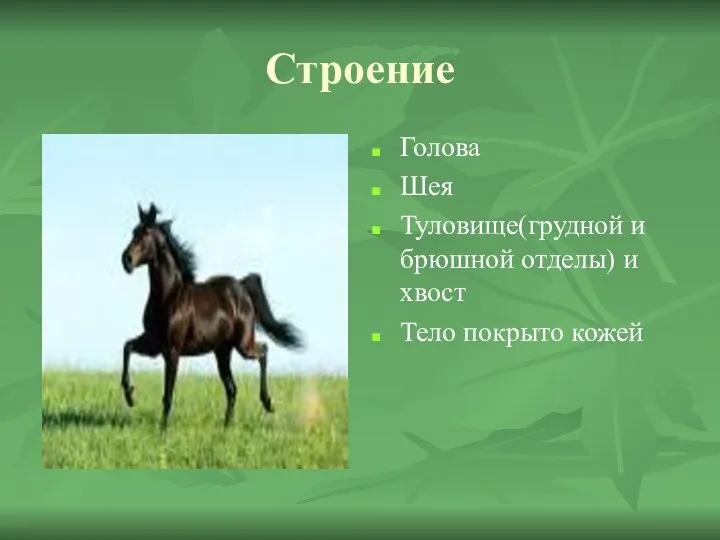 Строение Голова Шея Туловище(грудной и брюшной отделы) и хвост Тело покрыто кожей