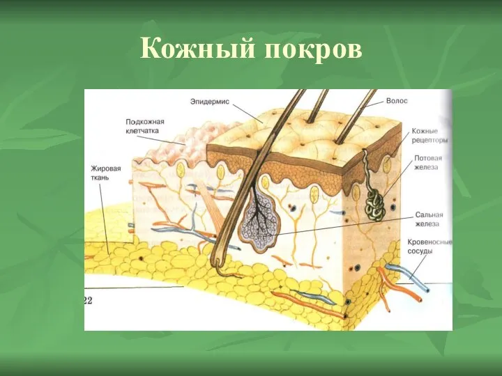 Кожный покров