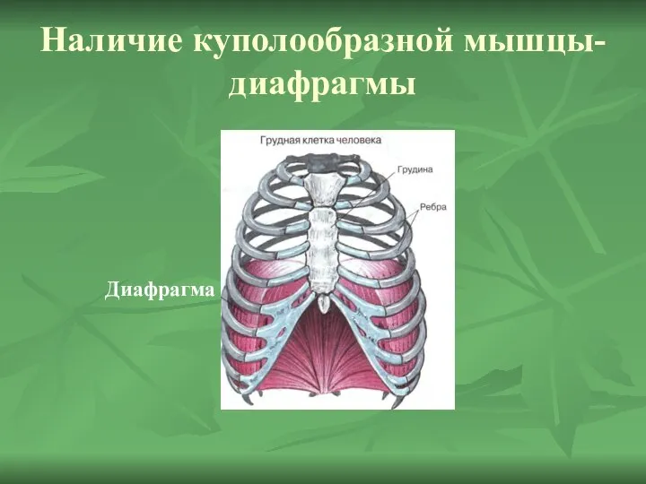 Наличие куполообразной мышцы-диафрагмы Диафрагма