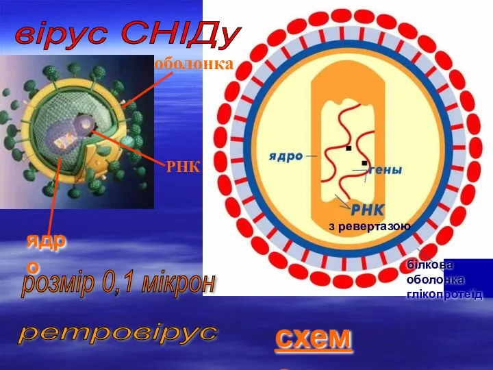 вірус СНІДу схема білкова оболонка глікопротеїд оболонка РНК ядро розмір 0,1 мікрон ретровірус з ревертазою