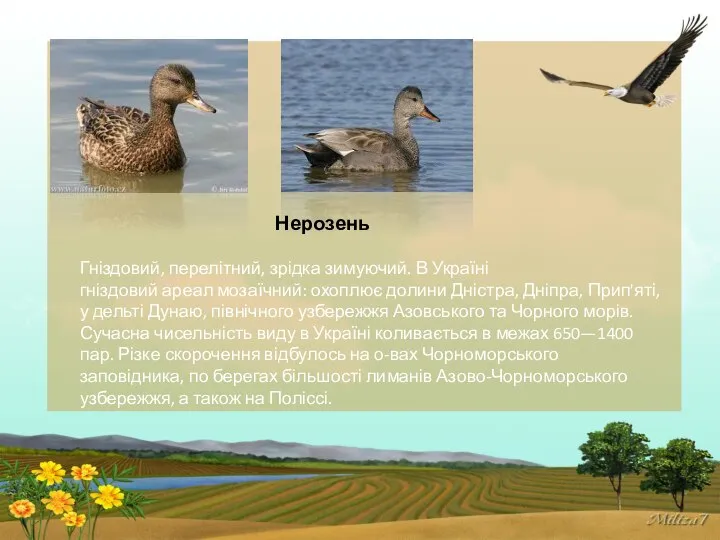 Нерозень Гніздовий, перелітний, зрідка зимуючий. В Україні гніздовий ареал мозаїчний: охоплює