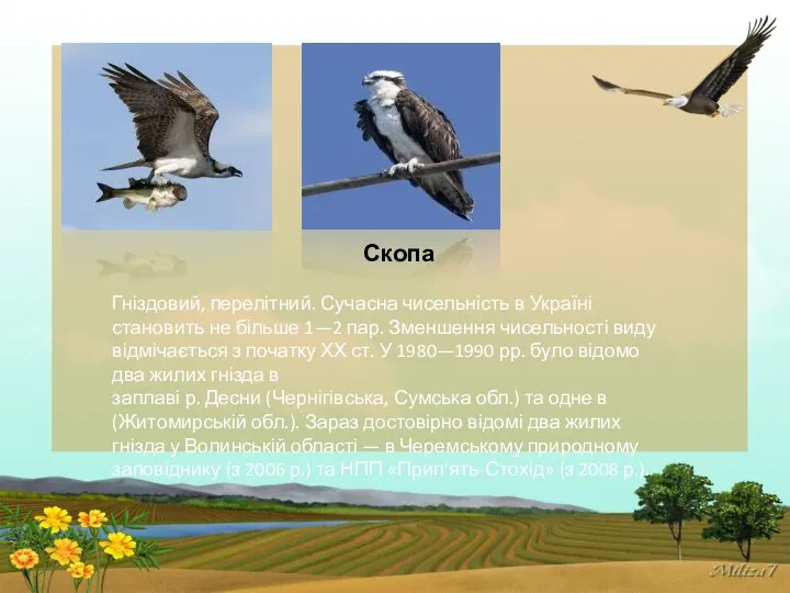 Скопа Гніздовий, перелітний. Сучасна чисельність в Україні становить не більше 1—2