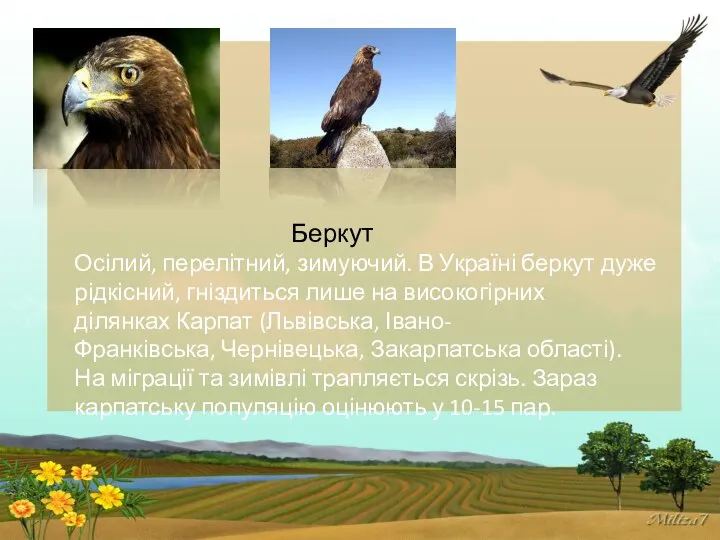 Беркут Осілий, перелітний, зимуючий. В Україні беркут дуже рідкісний, гніздиться лише