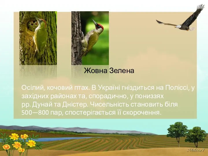 Жовна Зелена Осілий, кочовий птах. В Україні гніздиться на Поліссі, у