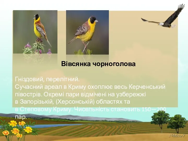 Вівсянка чорноголова Гніздовий, перелітний. Сучасний ареал в Криму охоплює весь Керченський