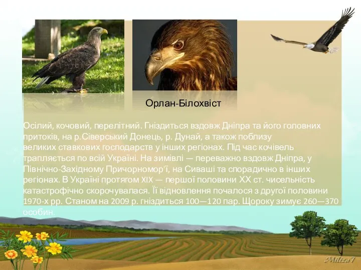 Орлан-Білохвіст Осілий, кочовий, перелітний. Гніздиться вздовж Дніпра та його головних притоків,