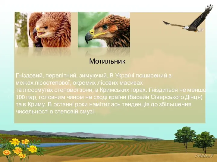 Могильник Гніздовий, перелітний, зимуючий. В Україні поширений в межах лісостепової, окремих