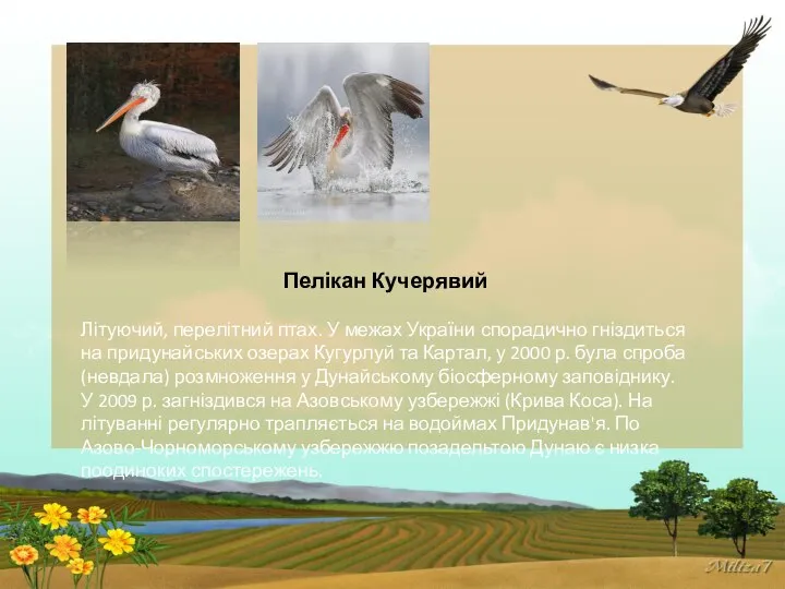 Пелікан Кучерявий Літуючий, перелітний птах. У межах України спорадично гніздиться на