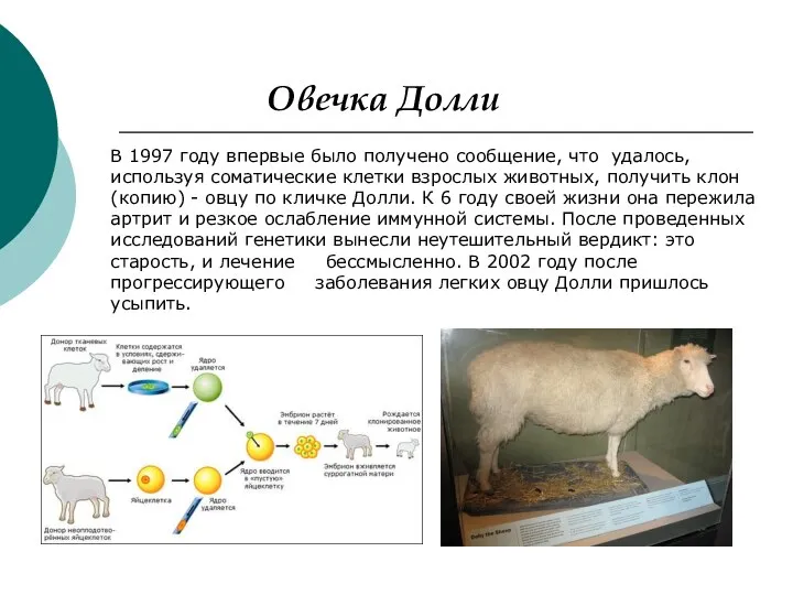 В 1997 году впервые было получено сообщение, что удалось, используя соматические