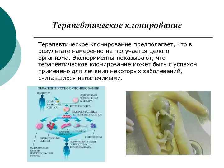 Терапевтическое клонирование Терапевтическое клонирование предполагает, что в результате намеренно не получается