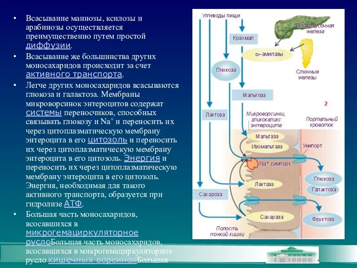 Всасывание маннозы, ксилозы и арабинозы осуществляется преимущественно путем простой диффузии. Всасывание