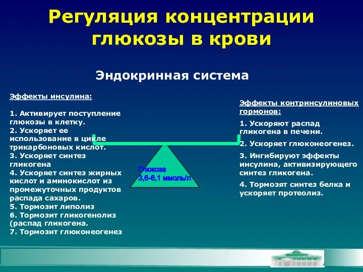 Регуляция концентрации глюкозы в крови Эндокринная система Глюкоза 3,6-6,1 ммоль/л Эффекты