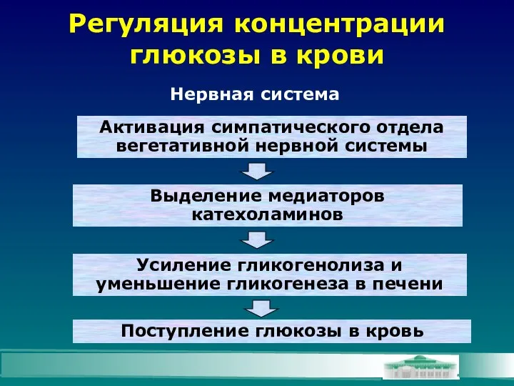 Регуляция концентрации глюкозы в крови Нервная система Активация симпатического отдела вегетативной