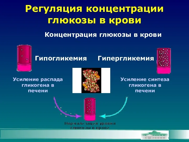 Регуляция концентрации глюкозы в крови Концентрация глюкозы в крови Усиление синтеза