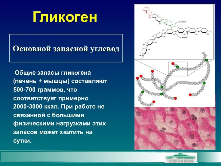 Гликоген Общие запасы гликогена (печень + мышцы) составляют 500-700 граммов, что