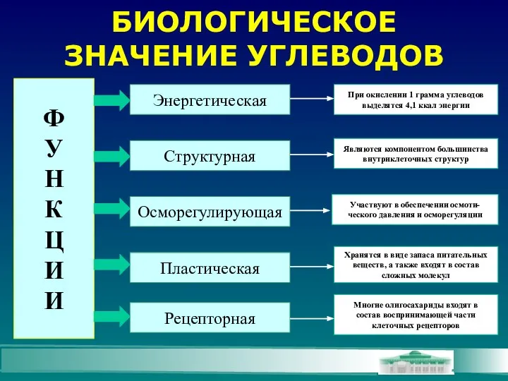 БИОЛОГИЧЕСКОЕ ЗНАЧЕНИЕ УГЛЕВОДОВ Ф У Н К Ц И И Энергетическая