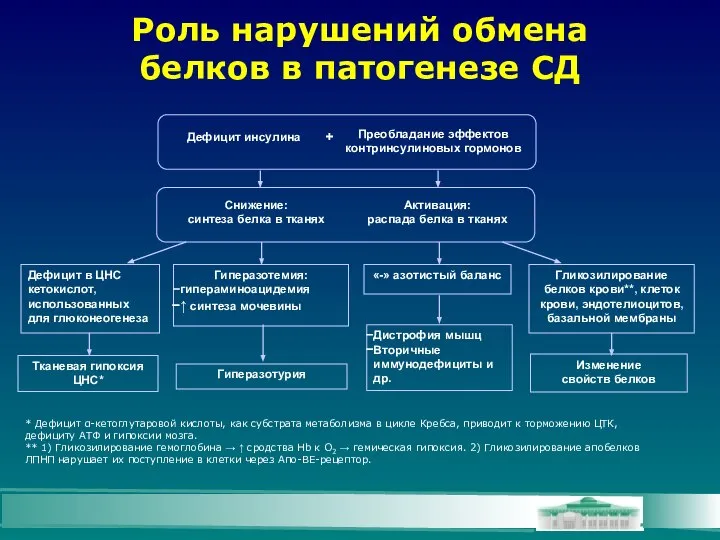 Роль нарушений обмена белков в патогенезе СД Дефицит инсулина Снижение: синтеза