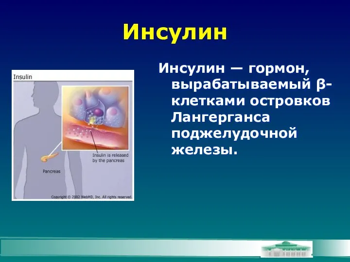 Инсулин Инсулин — гормон, вырабатываемый β-клетками островков Лангерганса поджелудочной железы.