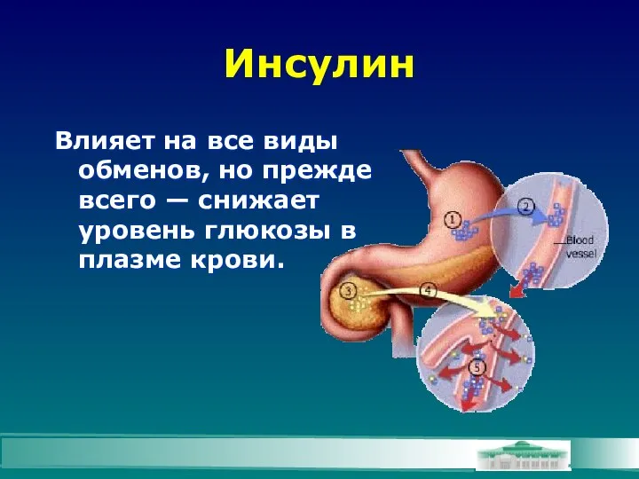 Инсулин Влияет на все виды обменов, но прежде всего — снижает уровень глюкозы в плазме крови.