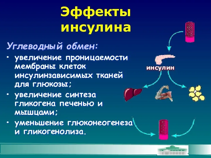 Эффекты инсулина Углеводный обмен: увеличение проницаемости мембраны клеток инсулинзависимых тканей для