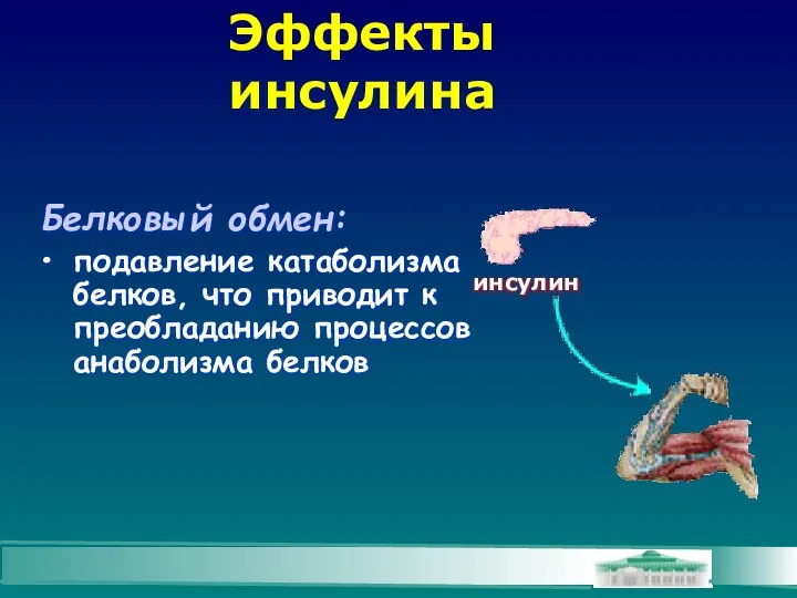 Эффекты инсулина Белковый обмен: подавление катаболизма белков, что приводит к преобладанию процессов анаболизма белков инсулин