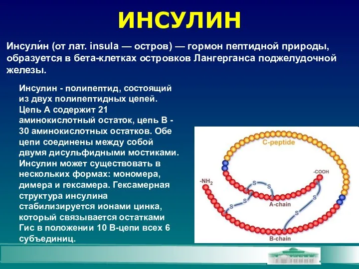 ИНСУЛИН Инсули́н (от лат. insula — остров) — гормон пептидной природы,