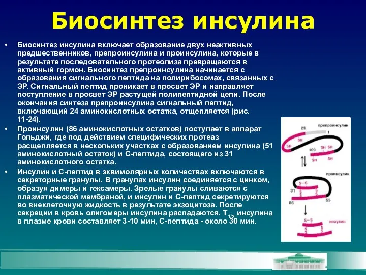 Биосинтез инсулина Биосинтез инсулина включает образование двух неактивных предшественников, препроинсулина и