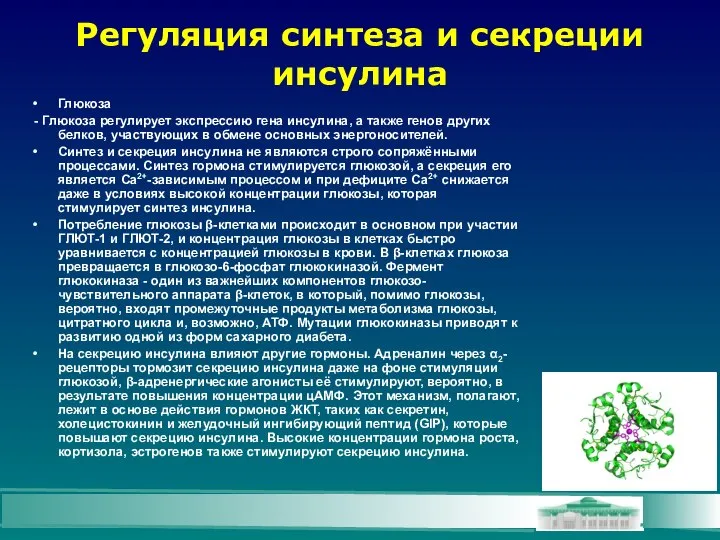 Регуляция синтеза и секреции инсулина Глюкоза - Глюкоза регулирует экспрессию гена