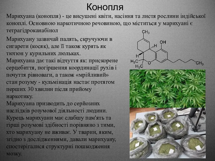 Конопля Марихуана (конопля) - це висушені квіти, насіння та листя рослини