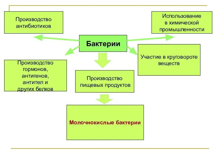 Бактерии Использование в химической промышленности Производство пищевых продуктов Производство антибиотиков Участие