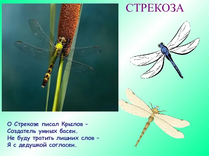 СТРЕКОЗА О Стрекозе писал Крылов – Создатель умных басен. Не буду