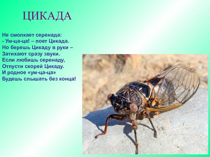 ЦИКАДА Не смолкает серенада: - Ум-ца-ца! – поет Цикада. Но берешь