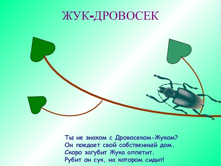 ЖУК-ДРОВОСЕК Ты не знаком с Дровосеком-Жуком? Он поедает свой собственный дом.