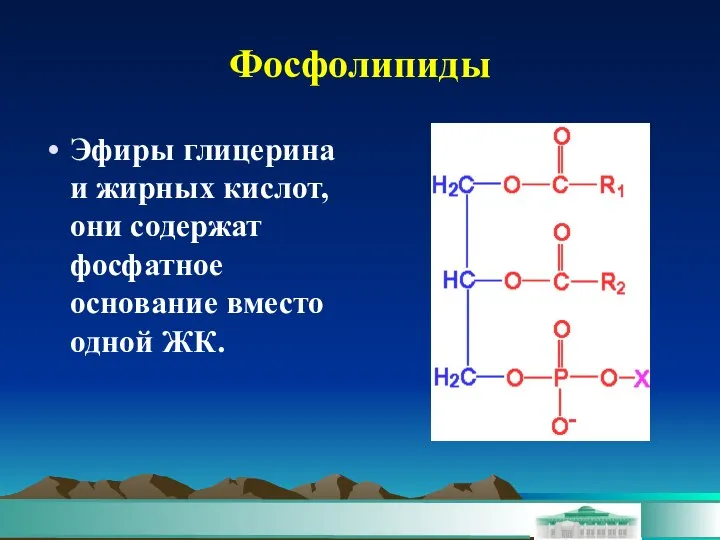 Фосфолипиды Эфиры глицерина и жирных кислот, они содержат фосфатное основание вместо одной ЖК.