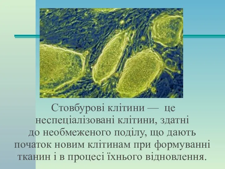 Стовбурові клітини — це неспеціалізовані клітини, здатні до необмеженого поділу, що