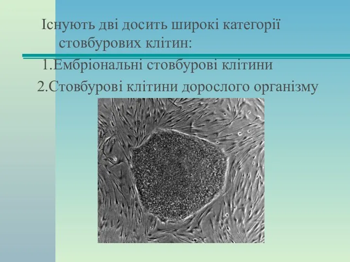 Існують дві досить широкі категорії стовбурових клітин: 1.Ембріональні стовбурові клітини 2.Стовбурові клітини дорослого організму