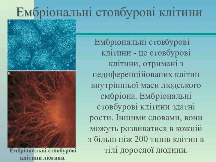 Ембріональні стовбурові клітини Ембріональні стовбурові клітини - це стовбурові клітини, отримані