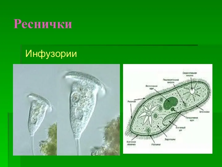 Реснички Инфузории