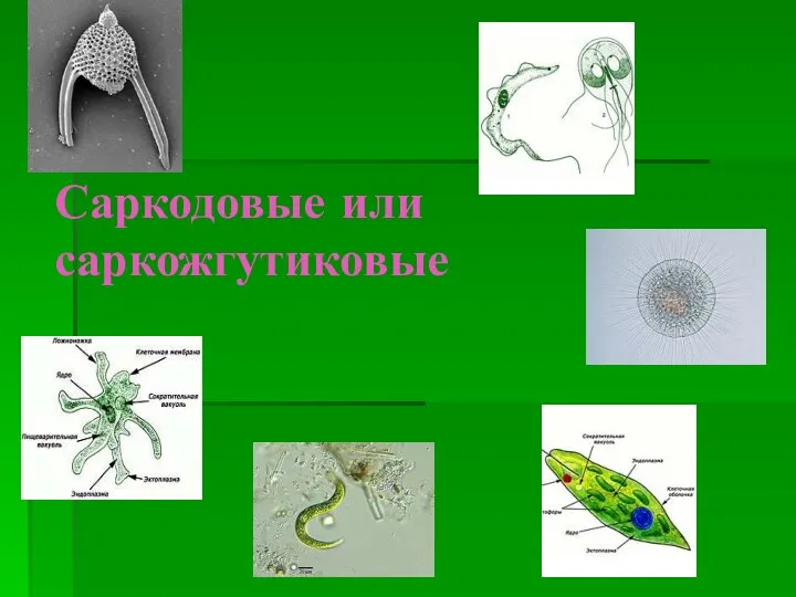 Саркодовые или саркожгутиковые