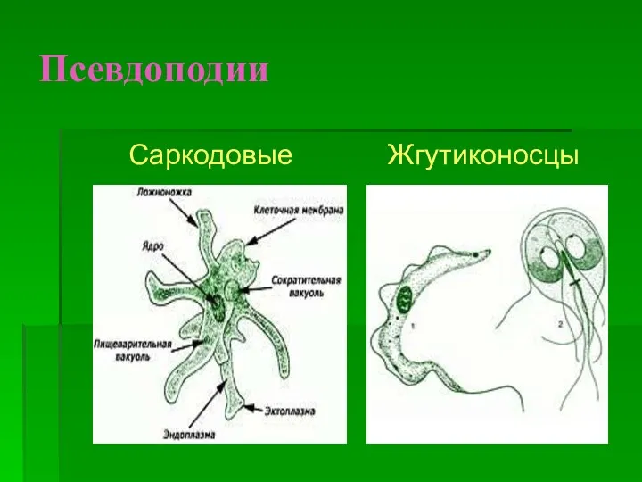 Псевдоподии Саркодовые Жгутиконосцы