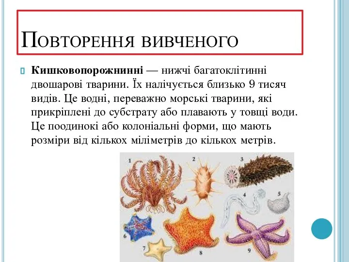 Повторення вивченого Кишковопорожнинні — нижчі багатоклітинні двошарові тварини. Їх налічується близько