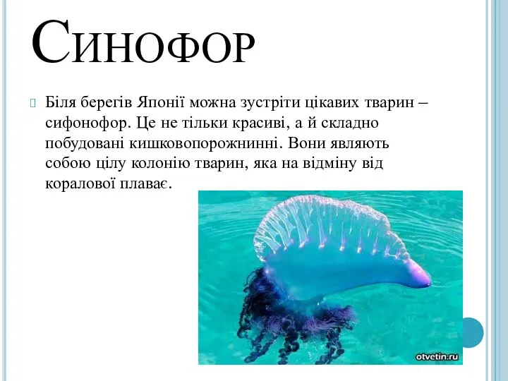 Синофор Біля берегів Японії можна зустріти цікавих тварин – сифонофор. Це