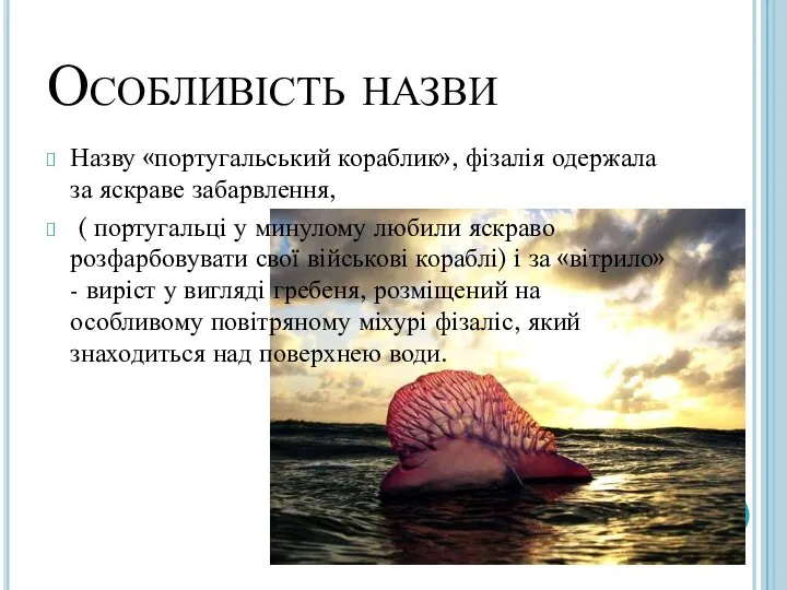 Особливість назви Назву «португальський кораблик», фізалія одержала за яскраве забарвлення, (