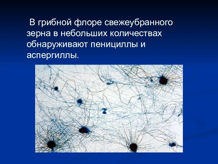 В грибной флоре свежеубранного зерна в небольших количествах обнаруживают пенициллы и аспергиллы.