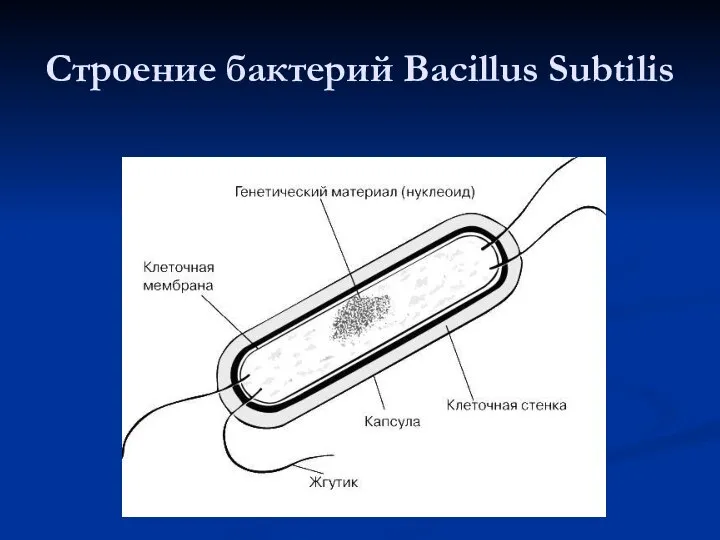 Строение бактерий Bacillus Subtilis