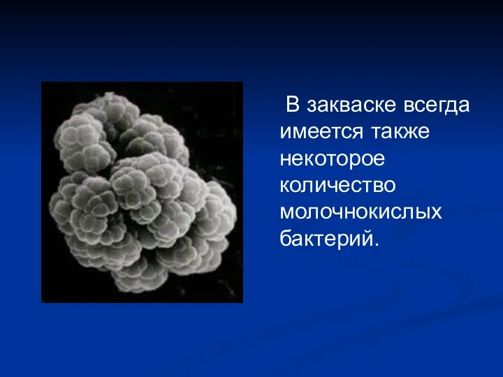 В закваске всегда имеется также некоторое количество молочнокислых бактерий.